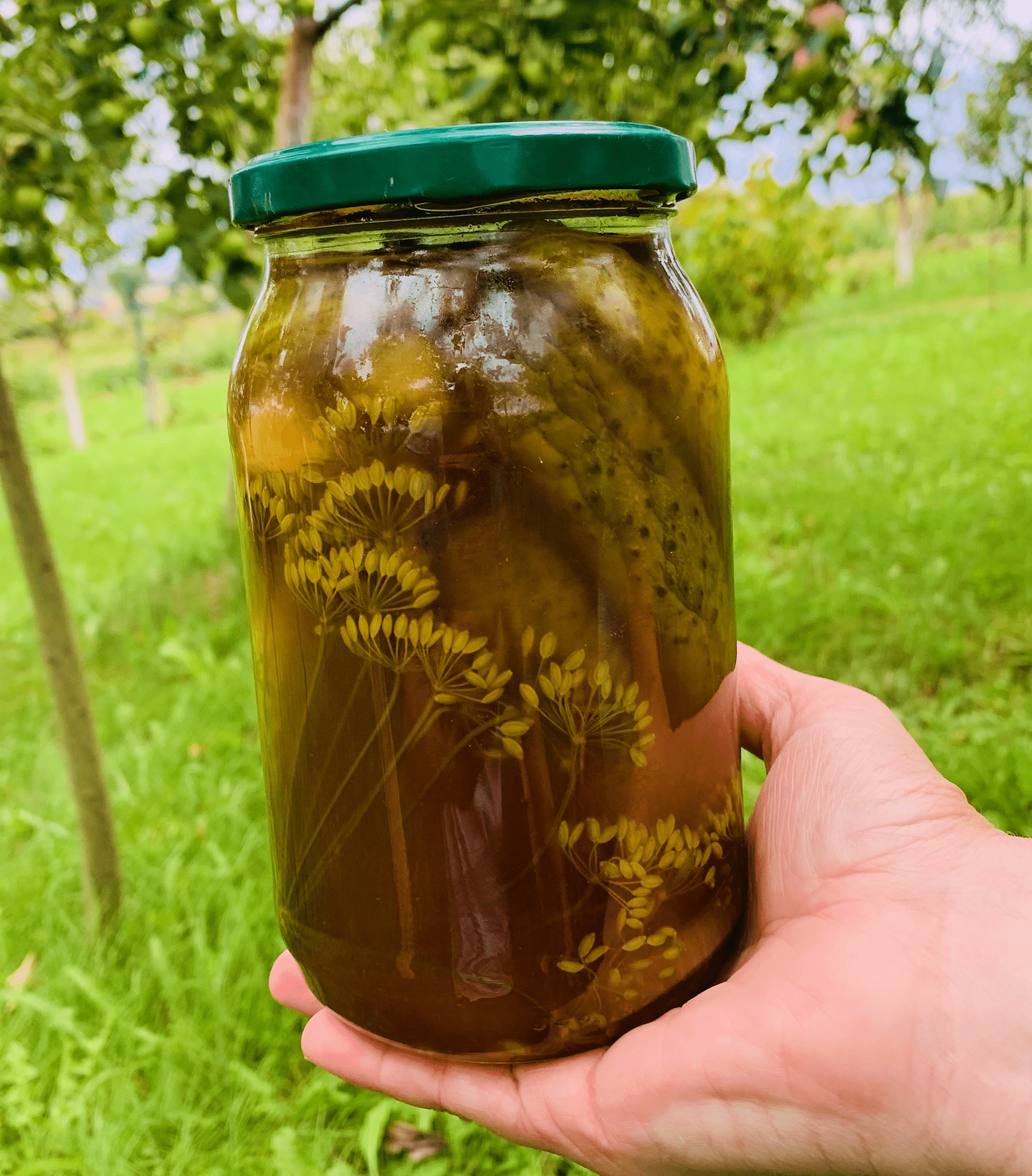 Огірки чилі